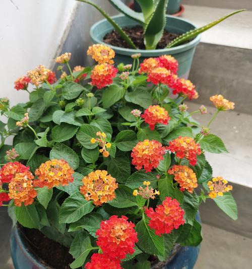长寿花羽叶品种有哪些？哪种长寿花最适合室内种植？