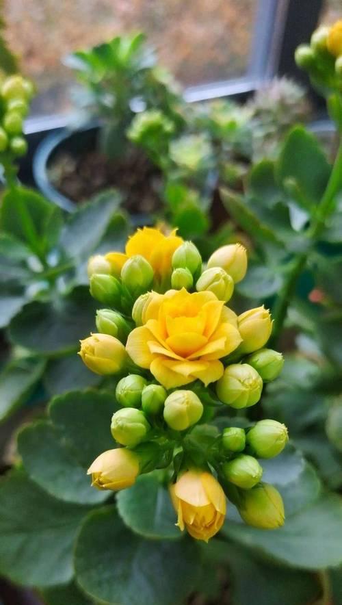 长寿花羽叶品种有哪些？哪种长寿花最适合室内种植？