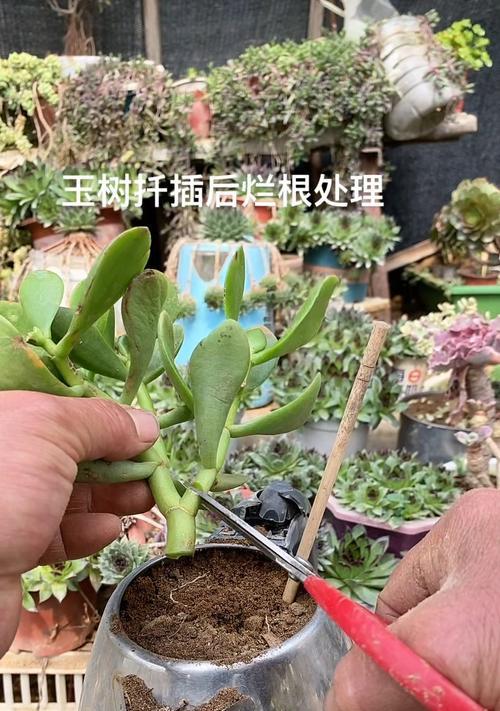玉树怎么栽植？有哪些注意事项？