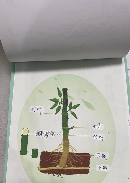 竹子繁殖的常见方法有哪些？