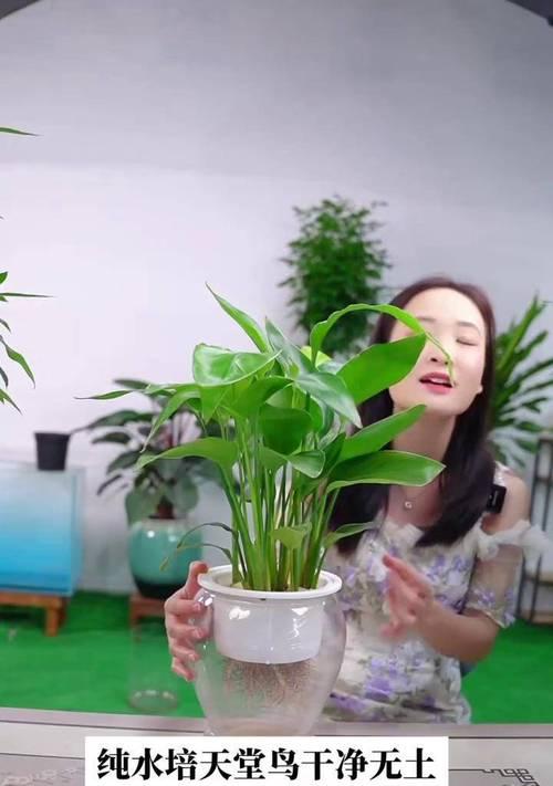 水培花卉的养护和管理要点是什么？