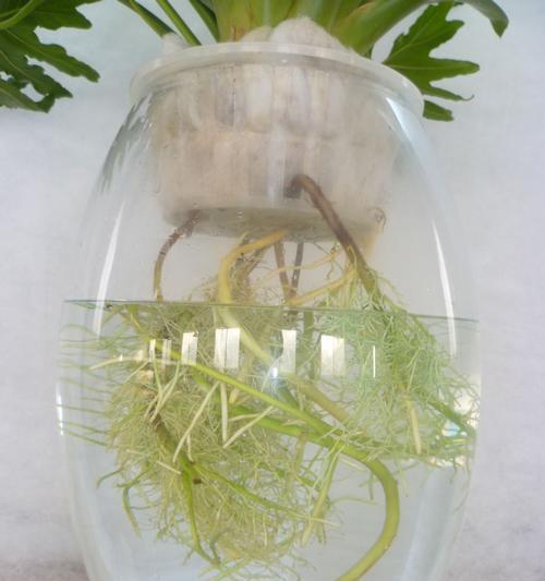 水培花卉的养护和管理要点是什么？