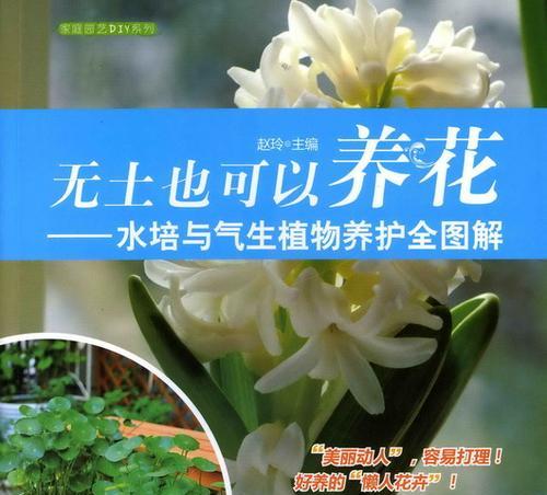 水培花卉的养护和管理要点是什么？