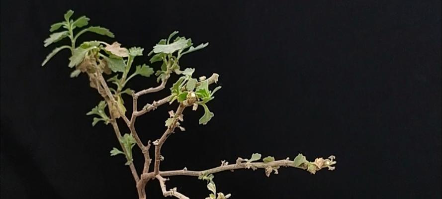 盆栽菊花的正确方法是什么？需要注意哪些事项？