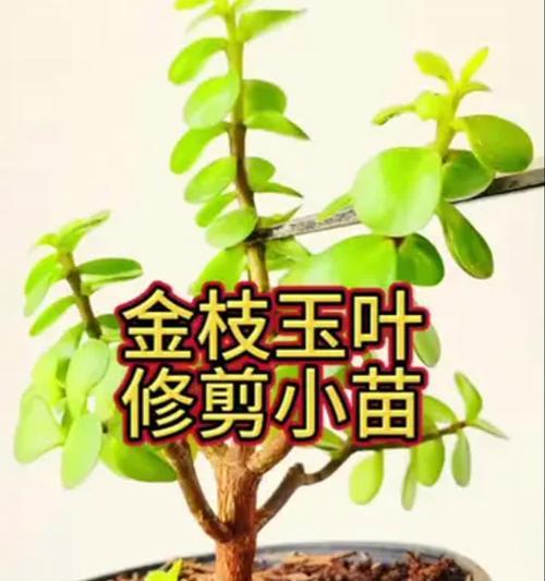 金枝玉叶花怎么修剪？修剪技巧有哪些？