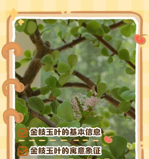 金枝玉叶花怎么修剪？修剪技巧有哪些？