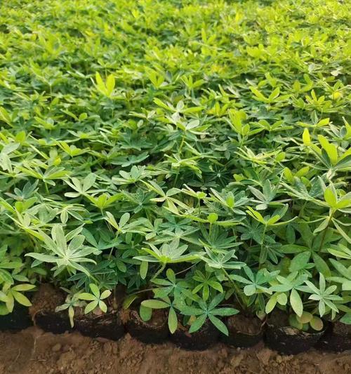 像鲁冰花的是什么花？如何区分相似植物？