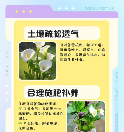 马蹄莲块茎种植步骤详解？