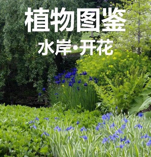马蹄莲块茎种植步骤详解？