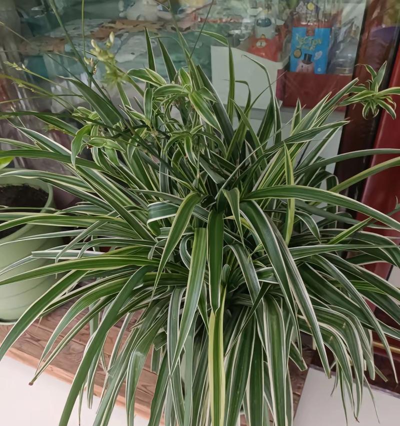 吊兰的花是什么颜色的？吊兰开花的条件是什么？