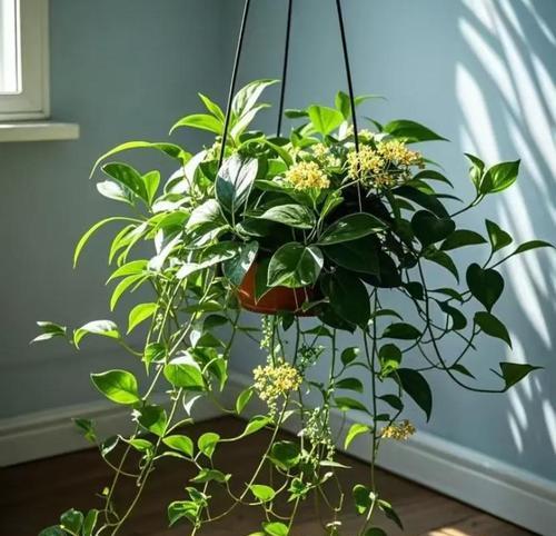 吊兰的花是什么颜色的？吊兰开花的条件是什么？