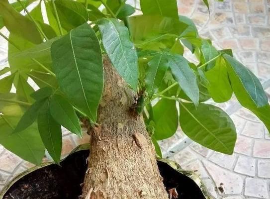 发财树施肥的最佳时机和肥料选择是什么？