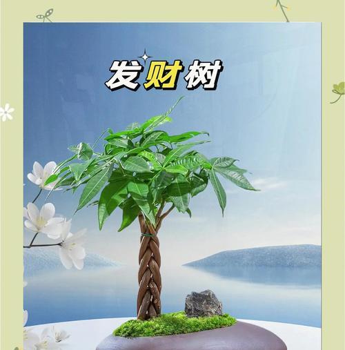 发财树施肥的最佳时机和肥料选择是什么？
