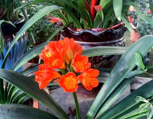 君子兰花子种植方法是什么？