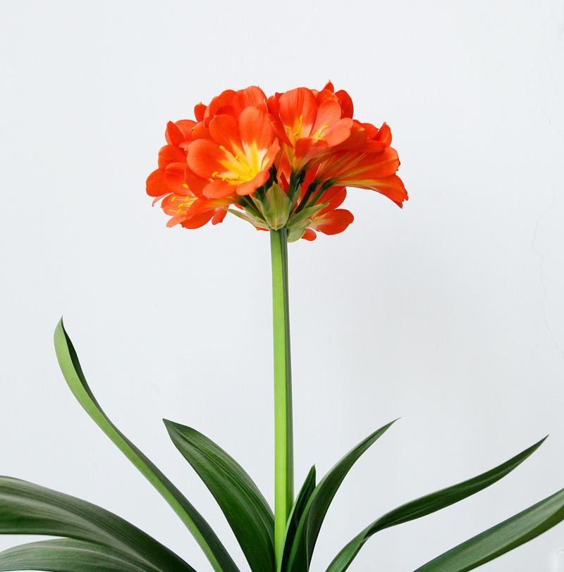 君子兰花子种植方法是什么？
