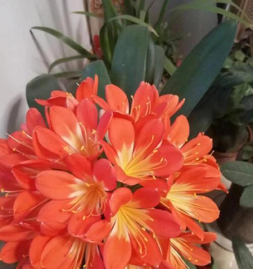 君子兰花子种植方法是什么？