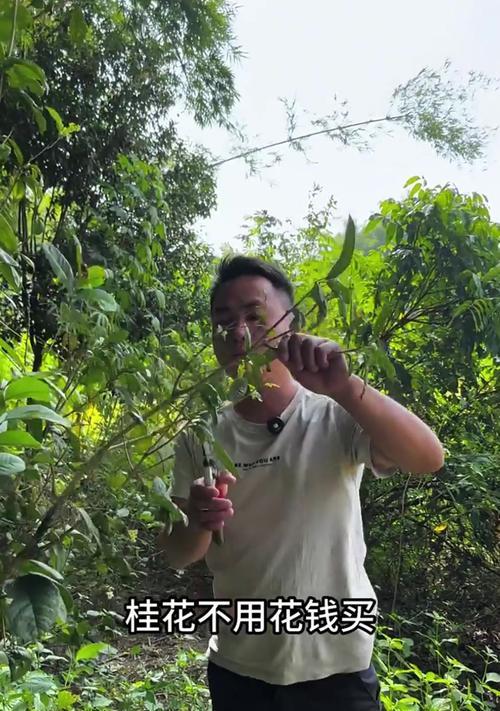桂花繁殖的常用方法是什么？如何进行扦插繁殖？