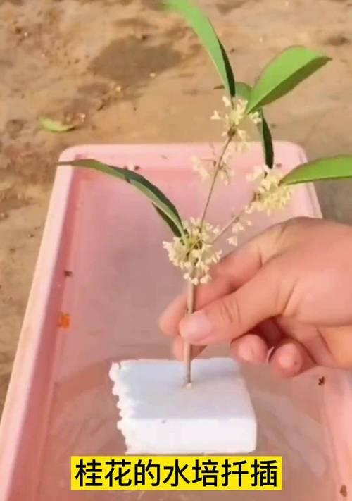 桂花繁殖的常用方法是什么？如何进行扦插繁殖？