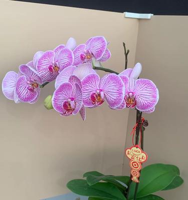 组盆的步骤是什么？组盆中常见的问题有哪些？