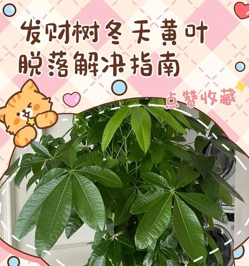 发财树出现黄叶是什么原因？