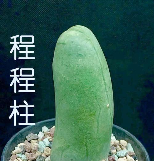 仙人球水培技巧有哪些？水培仙人球需要注意什么？