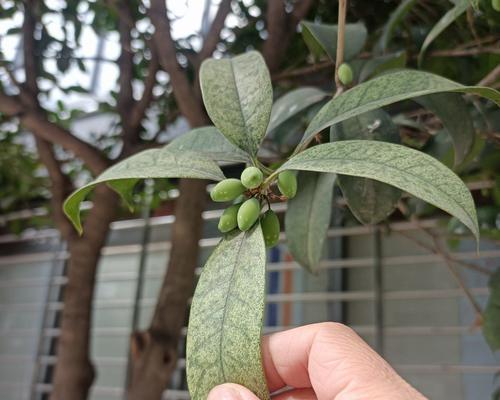 四月桂花怎么开了？桂花提前开花的原因是什么？