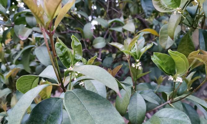 四月桂花怎么开了？桂花提前开花的原因是什么？