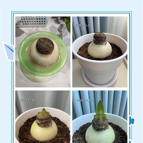 朱顶红繁殖的简单方法是什么？