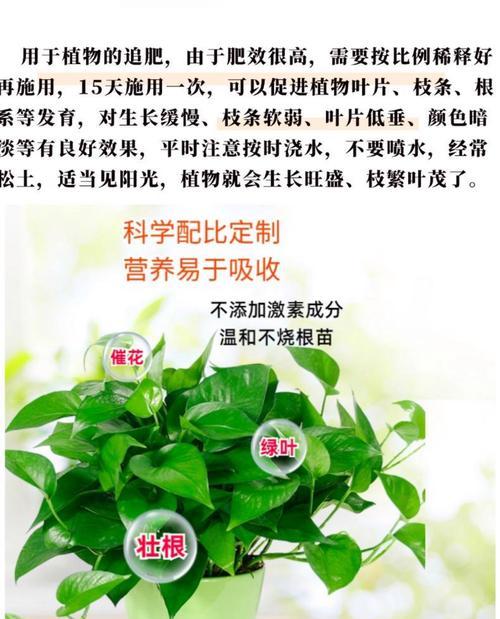盆景肥料自制方法有哪些？如何制作高效盆景肥料？