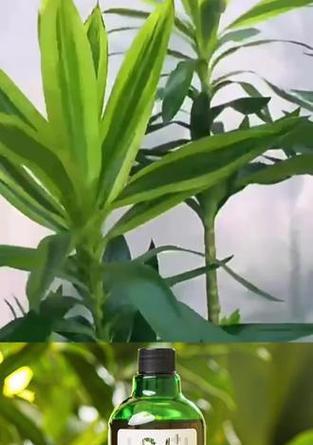 盆景肥料自制方法有哪些？如何制作高效盆景肥料？