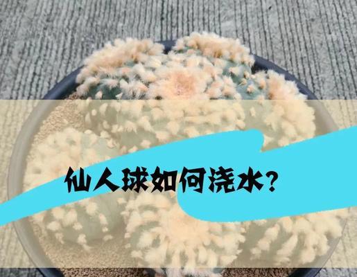 小仙人球的养殖方法是什么？