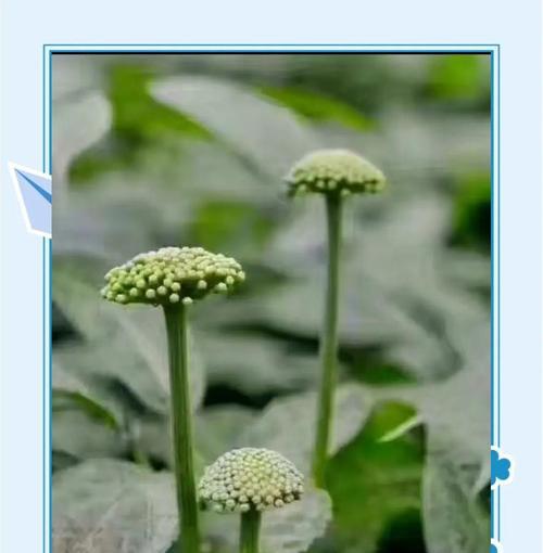 三七花盆栽的种植方法和管理要点是什么？