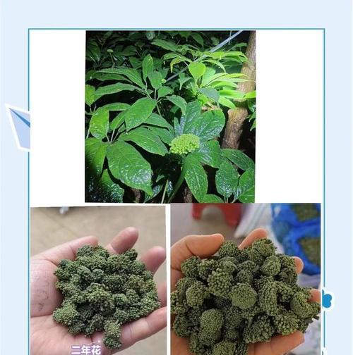 三七花盆栽的种植方法和管理要点是什么？