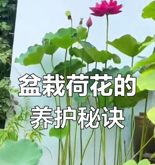 荷花的养殖方法和注意事项有哪些？
