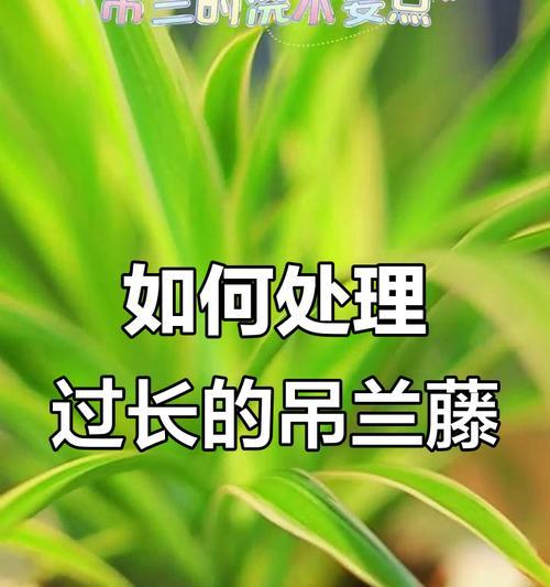 吊兰修剪枝条的正确方法是什么？怎样促进新芽生长？