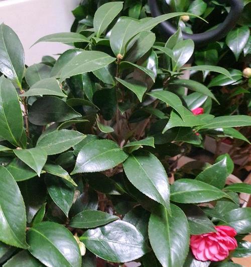 植物品种大全在哪里可以找到？如何选择合适的植物品种？