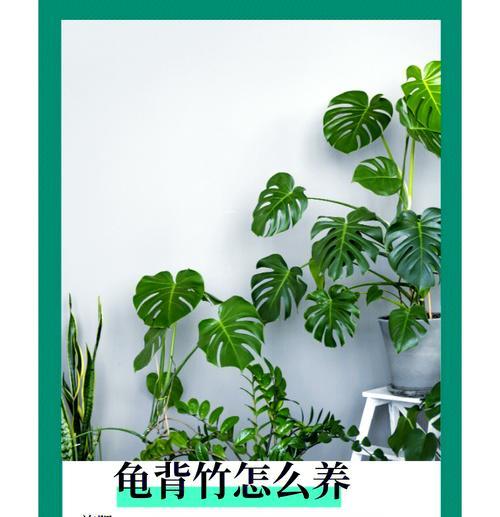龟背竹的养殖技巧和常见问题是什么？