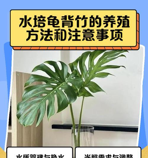 龟背竹的养殖技巧和常见问题是什么？