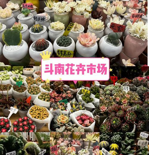 斗南花卉市场购买技巧和注意事项是什么？