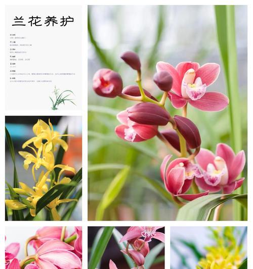 春兰品种众多如何选择？春兰品种选择与养护技巧？