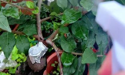 盆栽杀菌的有效方法是什么？杀菌后如何防止复发？