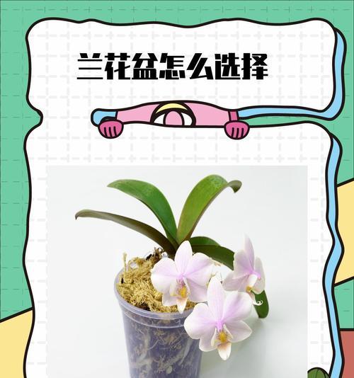 兰花分盆的最佳时机是什么时候？分盆对兰花生长有何影响？