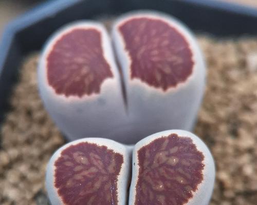 生石花的开花季节是什么时候？