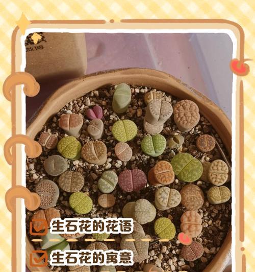 生石花的开花季节是什么时候？
