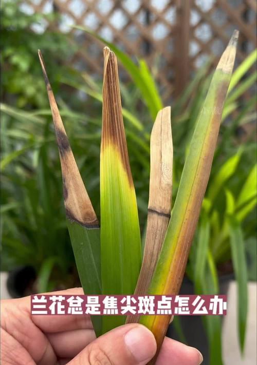 兰花焦尖是怎么回事？兰花焦尖的可能原因及处理方法是什么？