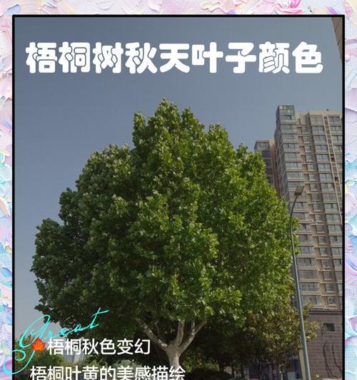 哪些树种会在特定季节掉叶子？它们的生长习性如何？