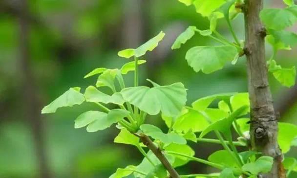 哪些树种会在特定季节掉叶子？它们的生长习性如何？