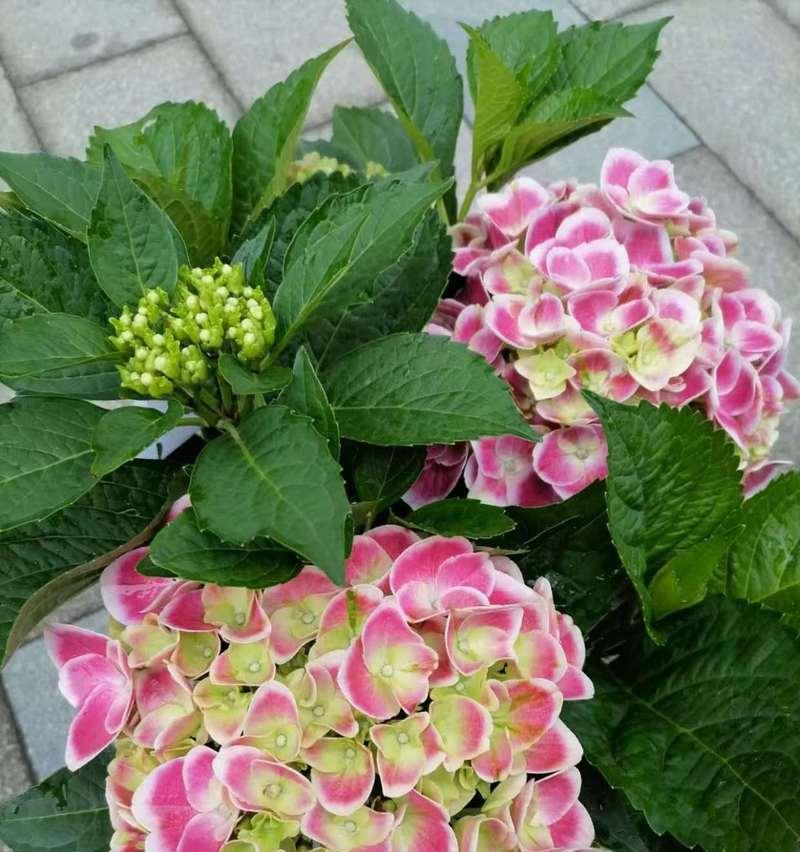 春天家里适合养什么花？如何选择合适的花卉？
