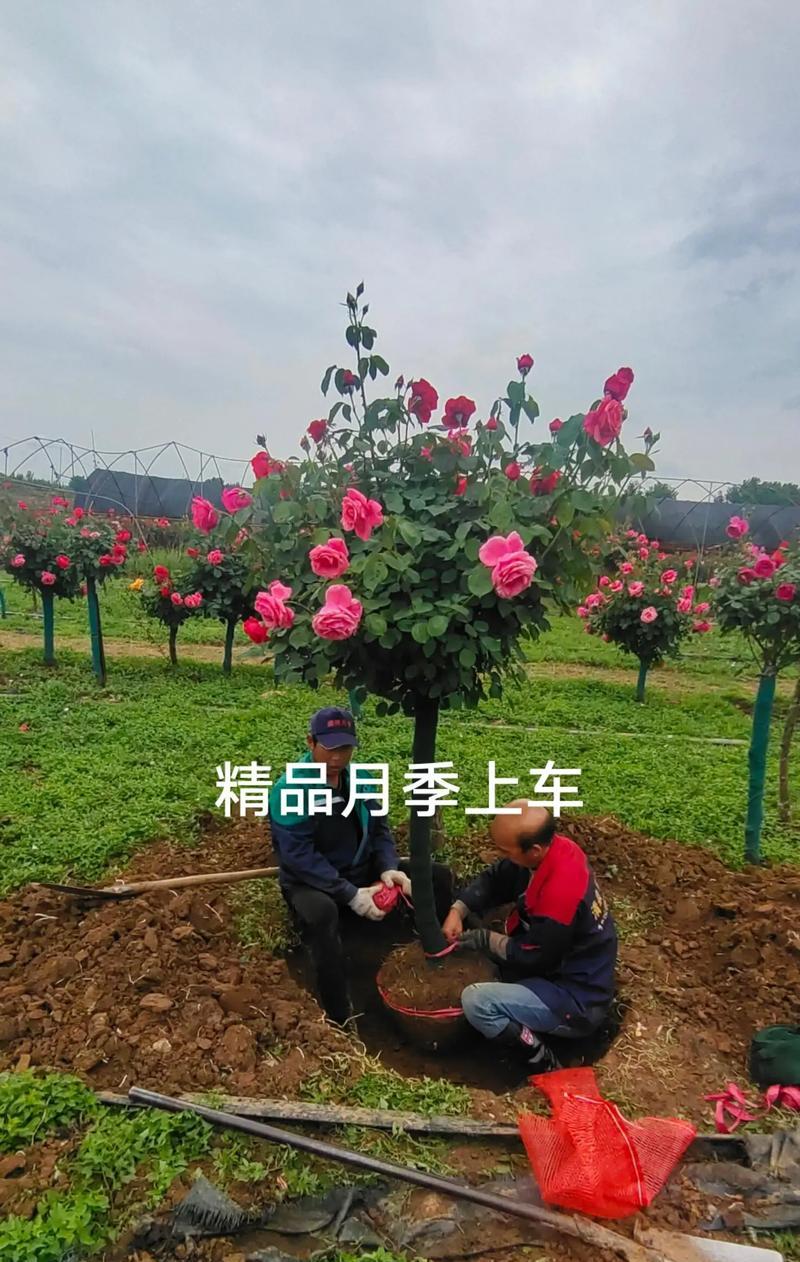 树桩怎么种？树桩种植的正确步骤是什么？