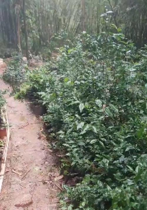树桩怎么种？树桩种植的正确步骤是什么？
